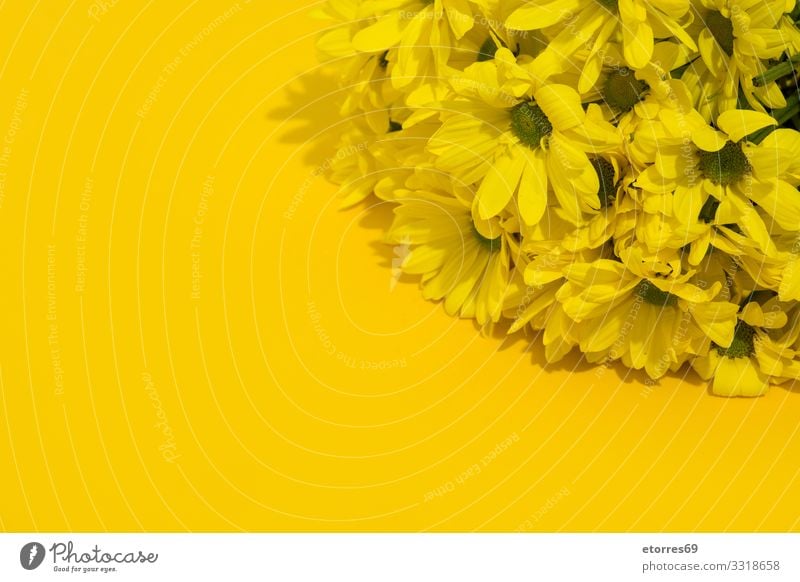Yellow chrysanthemum bouquet on yellow background. Flower Chrysanthemum Bouquet Blossom Floral spring Nature Plant isolated daisy Leaf Beautiful Valentine's Day
