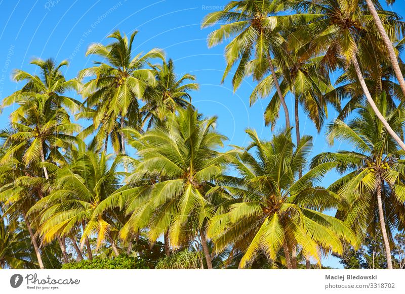 Coconut palm trees against the blue sky Exotic Vacation & Travel Trip Adventure Expedition Summer Summer vacation Nature Plant Sky Tree Blue Green Tropical