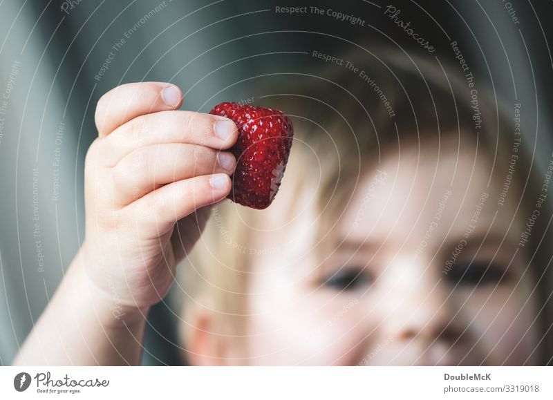 A child holds a strawberry proudly in his hand Food fruit Strawberry Human being Child girl Boy (child) by hand Fingers 1 1 - 3 years Toddler Touch To hold on