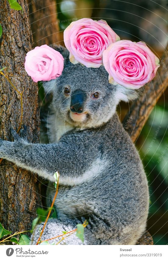 koala with crown of roses, australia Vacation & Travel Trip Adventure Family & Relations Group Nature Animal Tree Flower Rose Leaf Forest Wild animal 1 Sleep