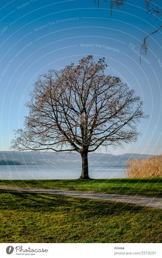 Tree on Lake Zurich Fruit Harmonious Well-being Contentment Senses Vacation & Travel Trip Freedom Winter Environment Nature Landscape Sky Weather