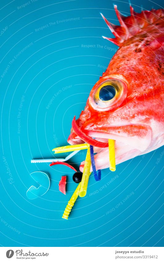 Red fish on a blue background eats plastics. Aquatic Blue background blackbelly Close-up Environmental pollution Cooking Ecological Fish Food Fresh Future