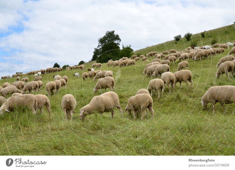 flock of sheep Summer Summer vacation Sun Mountain Hiking Agriculture Forestry Environment Nature Landscape Plant Animal Earth Climate Climate change Weather
