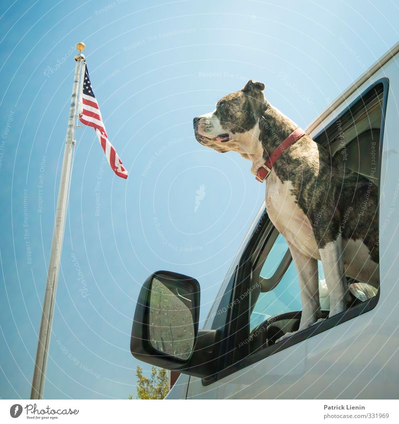 Born in the USA Lifestyle Style Joy Animal Pet Dog 1 Relationship Colour photo Exterior shot Light Animal portrait