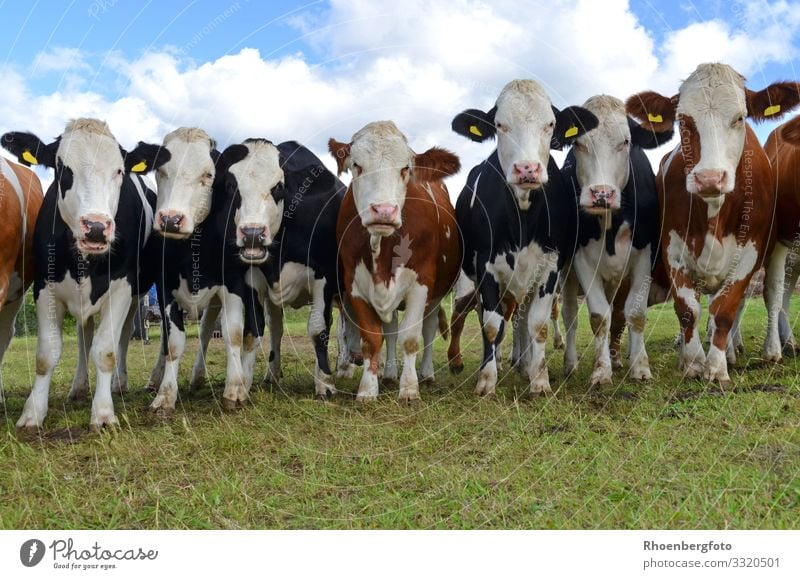herd of cows Food Meat Sausage Cheese Yoghurt Dairy Products Milk Agriculture Forestry Environment Nature Landscape Animal Sky Climate Climate change