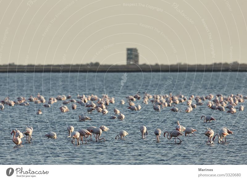 View of pink flamingos birds in Evros river, Greece. Beautiful Vacation & Travel Nature Sky Park River Bird Flamingo Fresh Natural Blue delta Beauty Photography