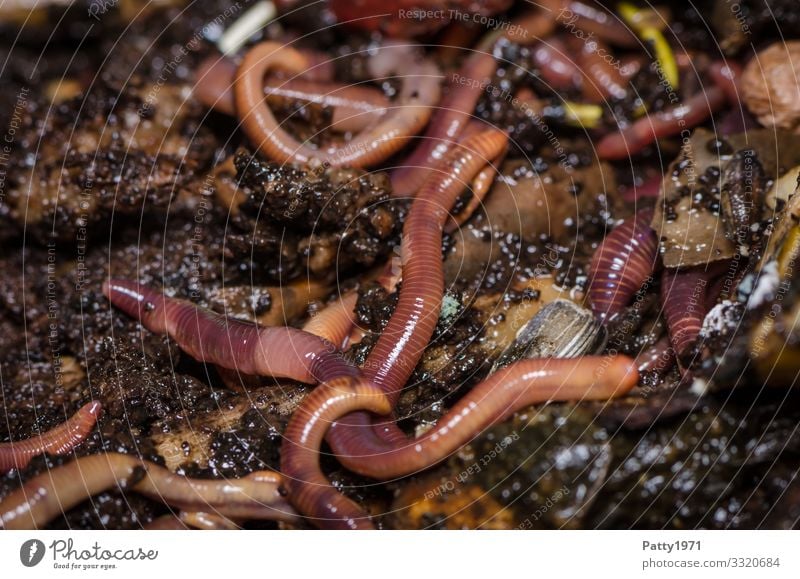 Compost worms - Eisenia foetida Animal Farm animal Wild animal Worm Earthworm Group of animals eisenia foetida Disgust Natural Brown Sustainability Nature