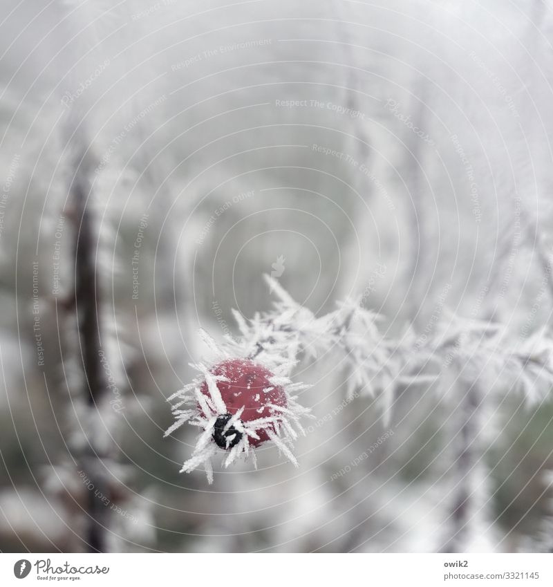 iced Environment Nature Plant Winter Beautiful weather Ice Frost Bushes Rose hip Dog rose Cold Small Point Thorny Ice crystal Colour photo Subdued colour