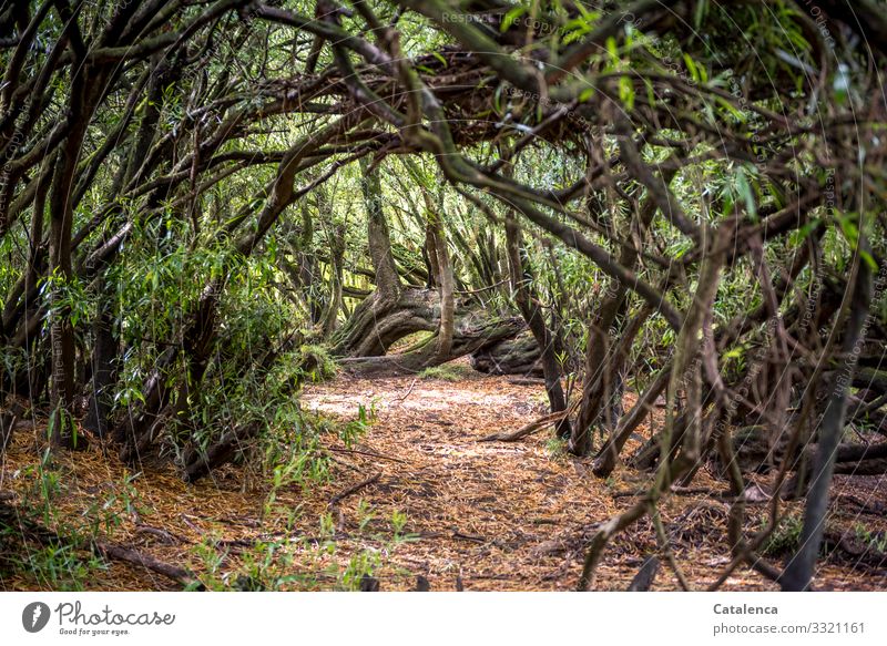 Path through dense vegetation Nature Plant undergrowth tribes branches Leaf bushes Virgin forest Forest Endemic vegetation Earth Day daylight Environment flora