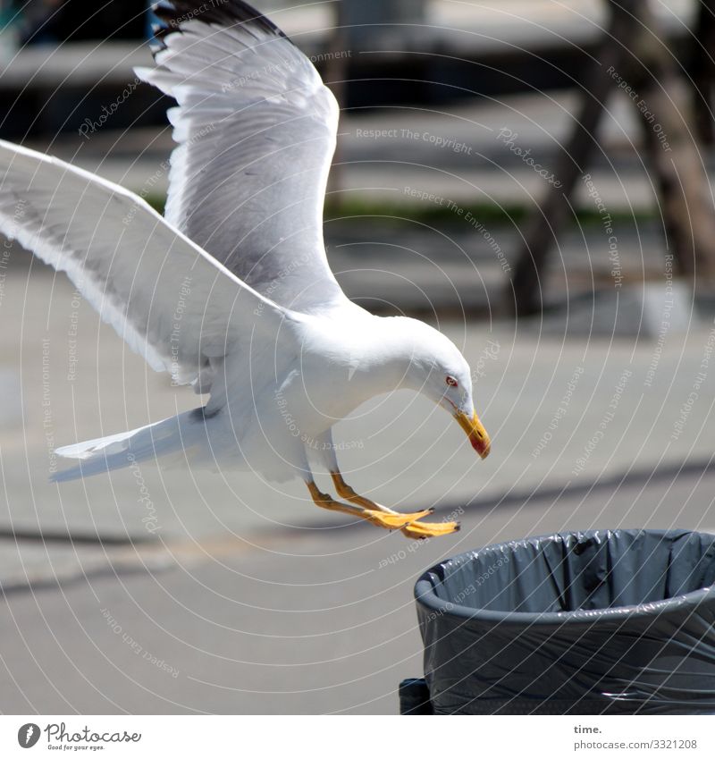 It smells like... happy hour Bird's-eye view Surprise unusual White Round structure Pattern Puzzle rubbish bin Trash Plastic bag Seagull Foraging food supply