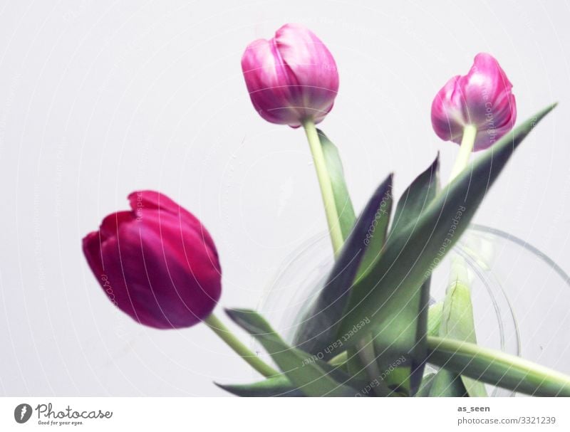 Three tulips in the vase Lifestyle Interior design Decoration Valentine's Day Mother's Day Easter Nature Plant Spring Summer Flower Tulip Tulip blossom Leaf