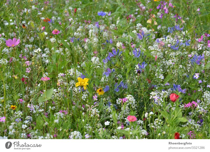 flower meadow Leisure and hobbies Summer Summer vacation Hiking Nature Landscape Plant Animal Earth Climate Climate change Weather Beautiful weather Flower