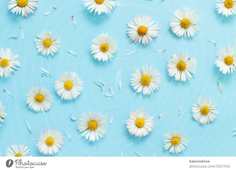 White daisies on a light blue background - a Royalty Free Stock Photo from  Photocase