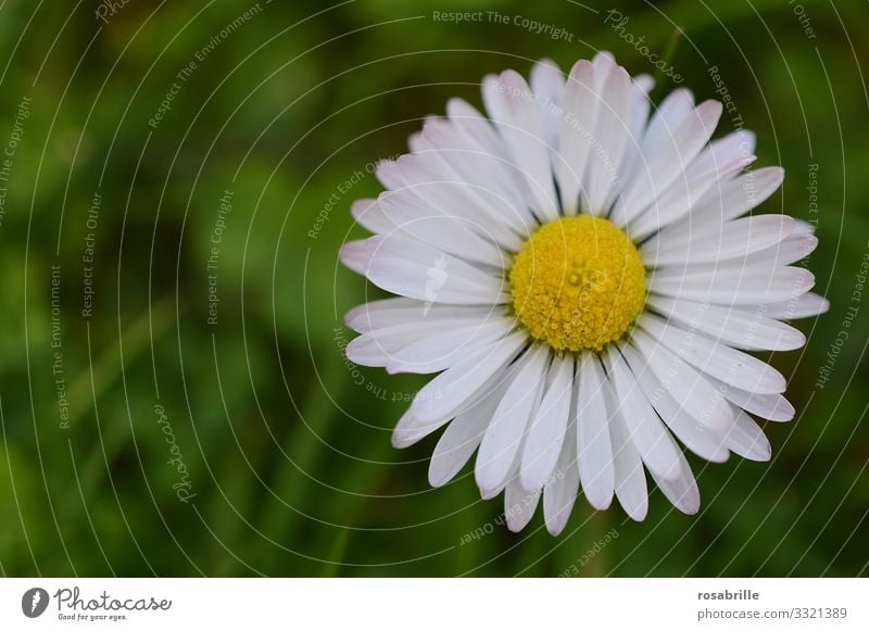 Daisies | Symmetry Daisy flowers Meadow little flowers daisy Blossom leave petals blossom Summer spring Spring fever out Nature natural already pretty cheerful