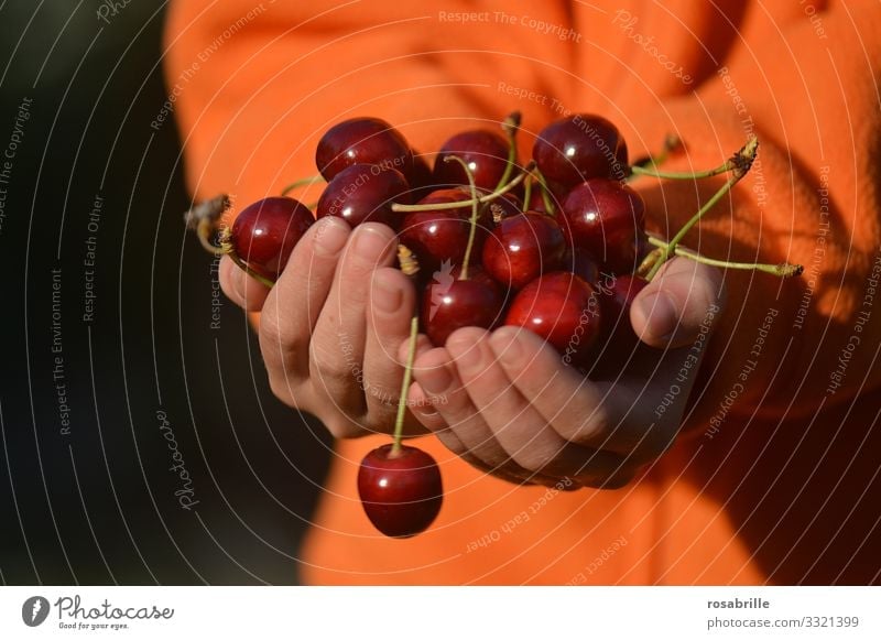 fresh fruit e.g. cherries | vital hands Child Offer reap Fresh Delicious Juicy cute Red Summer Summery Orange fruits Fruit Food Joie de vivre (Vitality) Joy
