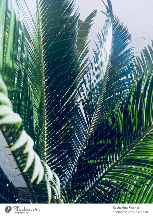 Palm Palm leaf Nature Animal Spring Summer Autumn Winter Climate Beautiful weather Plant Leaf Foliage plant Exotic Growth Large Green Palm tree Palm frond