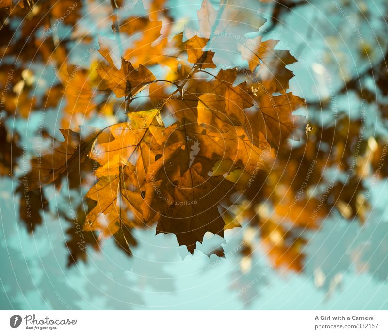 Spring and autumn Autumn Tree Garden Park Forest Gold Turquoise Autumn leaves Double exposure Maple tree Colour photo Multicoloured Exterior shot Experimental