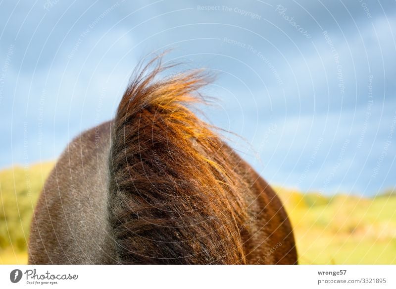 storm hairstyle Summer Farm animal Horse 1 Animal Blue Brown Yellow Green Mane Bay (horse) Pasture Sky Clouds in the sky Wind Horseback Windblown hair