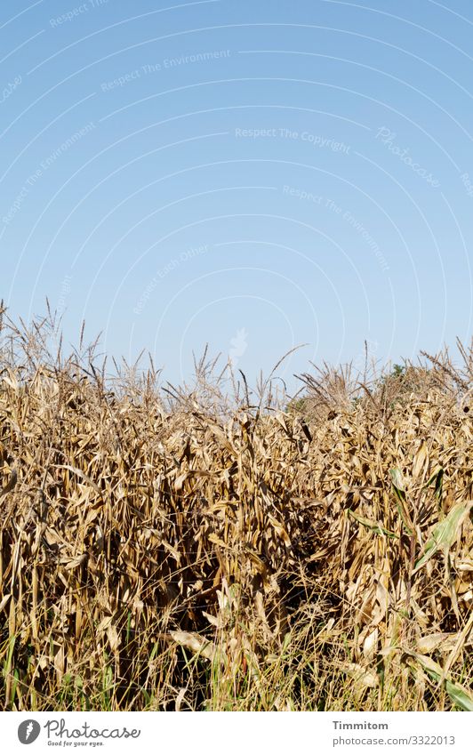 Stepping closer to the field Field Agricultural crop Dry Brown Agriculture Nature Plant Sky Blue Day Colour photo Exterior shot Deserted Ear of corn
