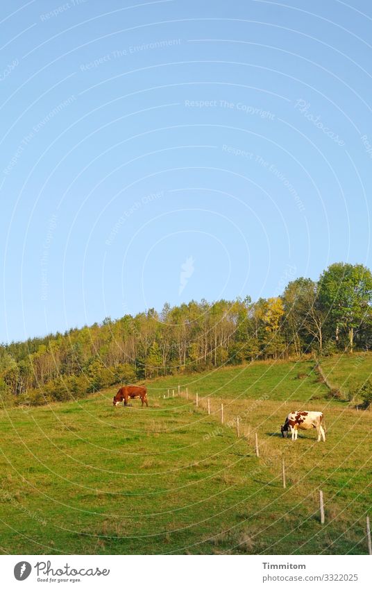 Cow separation Vacation & Travel Environment Nature Landscape Plant Animal Spring Summer Beautiful weather Meadow Forest Hill Black Forest 2 Natural Blue Green