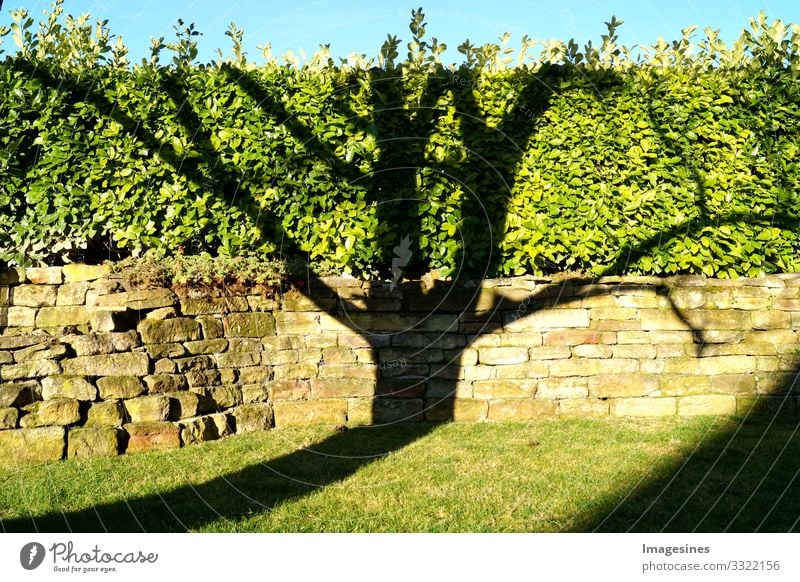 tree-shadow Nature Plant Sky Tree Shadow Shadow play Environment "Tree shadow stones Wall (barrier) Hedge Garden background Blue sky Penumbra view Sun wax