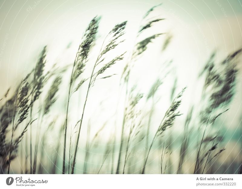 Rømø - good grass Environment Nature Plant Sky Spring Grass Field Attachment Blow Subdued colour Exterior shot Experimental Abstract Deserted Evening Twilight
