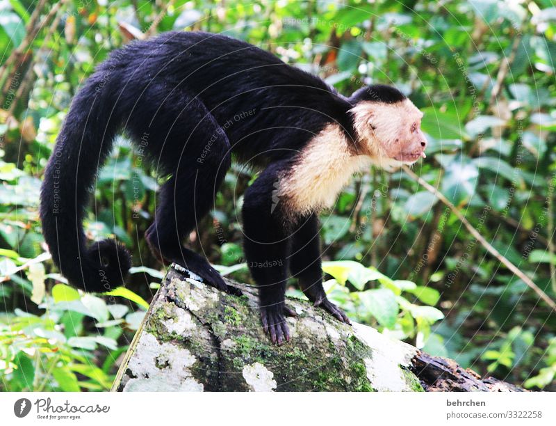 bääähhhhhh Costa Rica Virgin forest Vacation & Travel Nature Trip Adventure Tourism Freedom Far-off places Day Sunlight Animal Wild animal Monkeys Capuchins