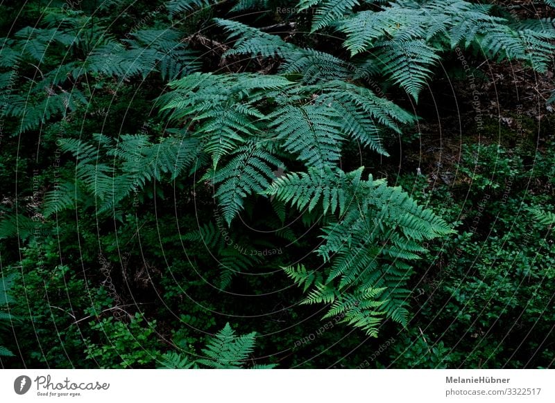 Fern in the forest Nature Landscape Plant Foliage plant Wild plant Esthetic Forest Sweden Light Shadow Colour photo Bird's-eye view