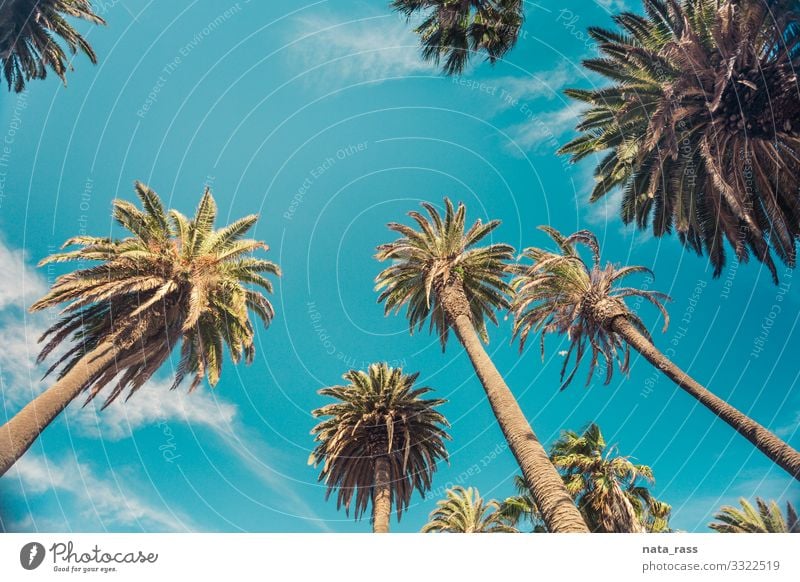 Palm Trees In California State - a Royalty Free Stock Photo from Photocase