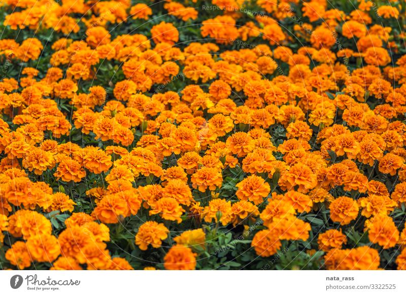 Natural meadow of orange marigold flowers also known as tagetes or genda authentic countryside flowerbed nobody genda plant tagetes patula botanical relax