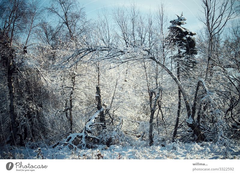 Snowy trees in the winter forest Nature Landscape Winter Beautiful weather Tree Forest Wilderness Cold snowy Winter forest
