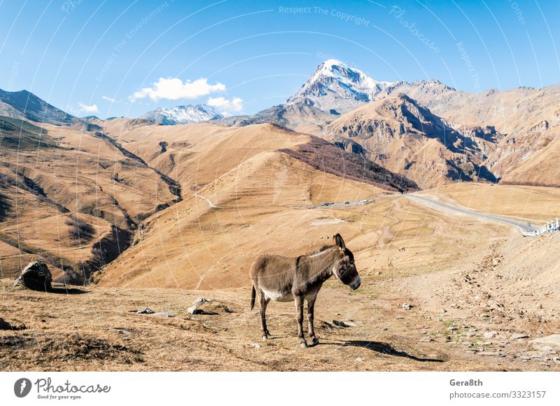 donkey by the cliff with a snowy peak in Georgia Tourism Trip Snow Mountain Nature Landscape Plant Animal Autumn Grass Rock Street Authentic Natural Blue Yellow