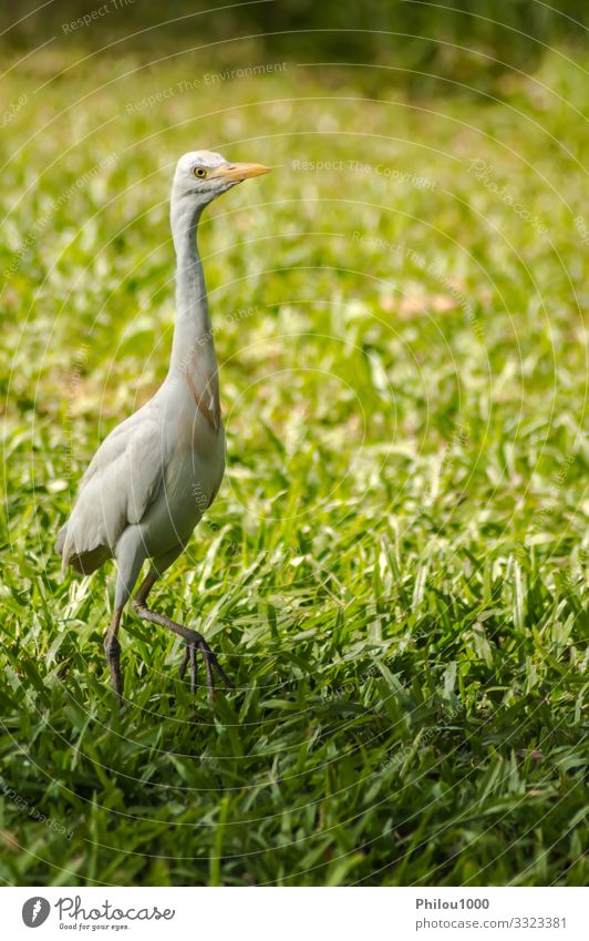 white egret along a forest Summer Family & Relations Nature Animal Leaf Meadow Bird Observe Growth Friendliness Long Natural Green White ardea intermedia