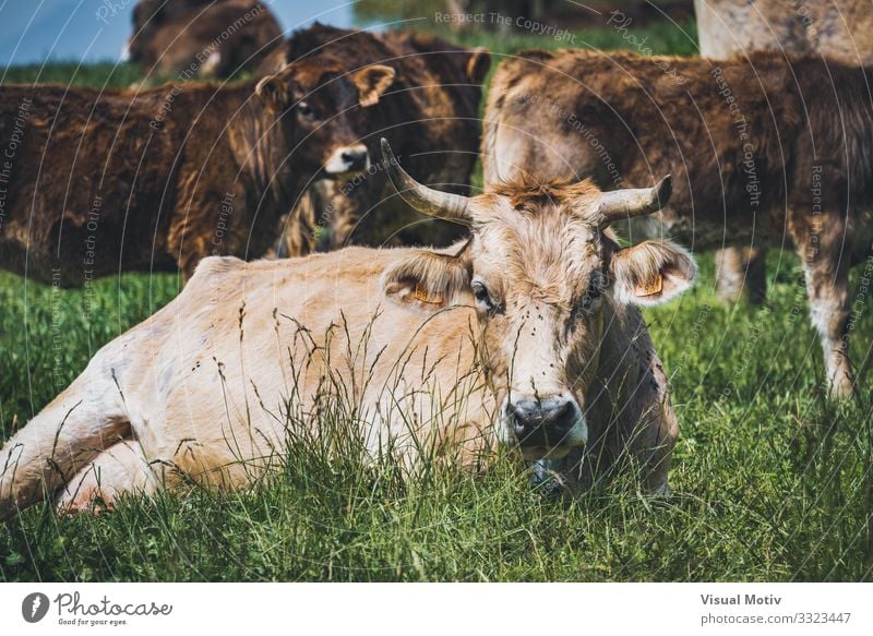 Cows resting in the field Animal Farm animal Group of animals Herd Observe Discover Looking Sit Authentic Friendliness Beautiful Wild Brown Contentment Serene