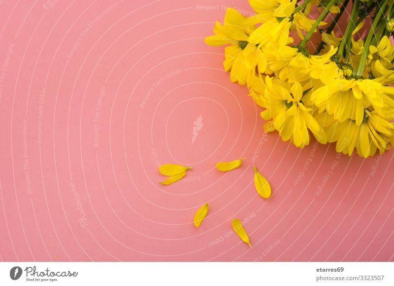 Yellow chrysanthemum bouquet on yellow background. Copy space Flower Chrysanthemum Bouquet Blossom Floral Spring Pink Nature Plant isolated daisy Leaf Beautiful