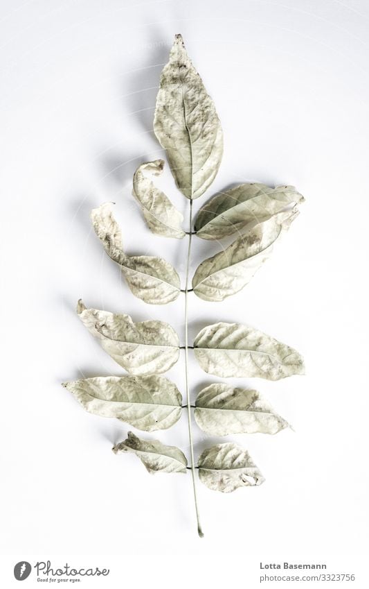 find Environment Nature Plant Leaf Esthetic Beautiful Gray Green Natural Biology Colour photo Subdued colour Close-up Detail Abstract Deserted