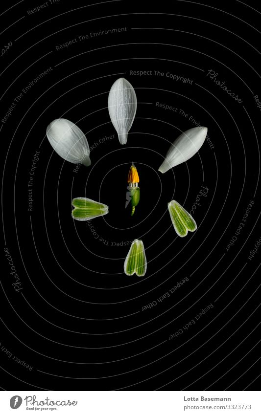 Snowdrops details Environment Nature Plant Spring Winter Flower Leaf Blossom Esthetic Fragrance Beautiful Yellow Green Black White palpable Blossom leave Part