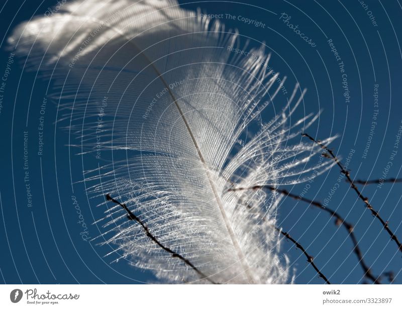 entanglement Cloudless sky Wind Feather Tiny hair Twig Trap Movement Thin Small Near Ease To hold on Fine Delicate Flexible Colour photo Exterior shot Close-up
