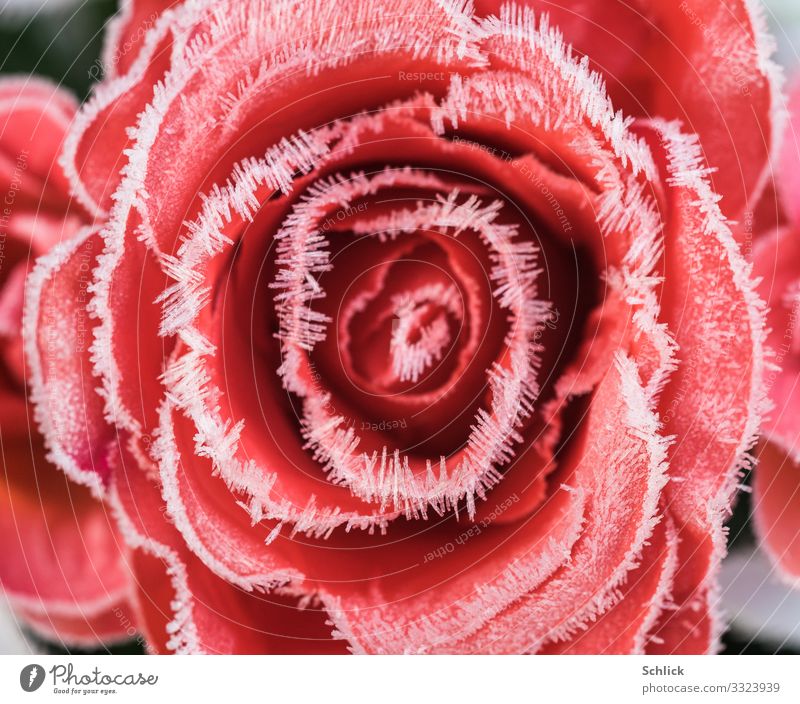 Cold love artificial rose with hoarfrost Nature Plant Flower pink Crystal Red White Love Esthetic pretty Frost Hoar frost Crystal Needles Natural phenomenon