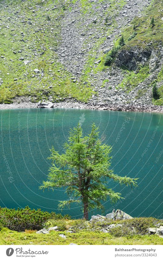 Tree and lake in the mountains (Austria) Vacation & Travel Tourism Trip Summer Summer vacation Mountain Hiking Environment Nature Landscape Plant Elements Water