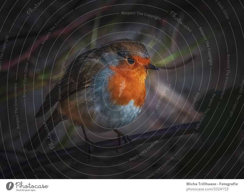 Robin at dusk Nature Animal Sunlight Beautiful weather Tree Twigs and branches Wild animal Bird Animal face Wing Claw Robin redbreast Head Eyes Beak Feather