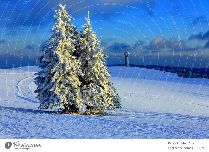 snow trees Vacation & Travel Tourism Trip Winter vacation Mountain Hiking Environment Nature Landscape Sky Climate Climate change Beautiful weather Ice Frost