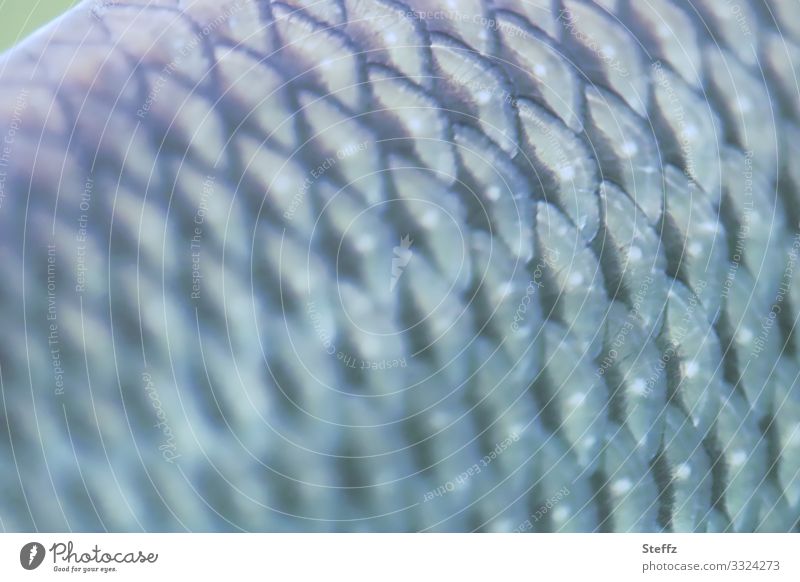 Fish scales Flake fish skin symmetric Symmetry natural symmetry Exceptional natural pattern symmetry of nature differently Symmetry in nature naturally Near