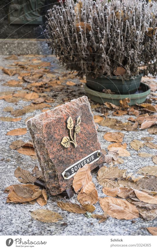 commemoration Grave Sign Characters Brown Gold Black White Commemorative plaque Tombstone Autumn leaves Plant Flower Shriveled Death Grief Forget Winter Shabby