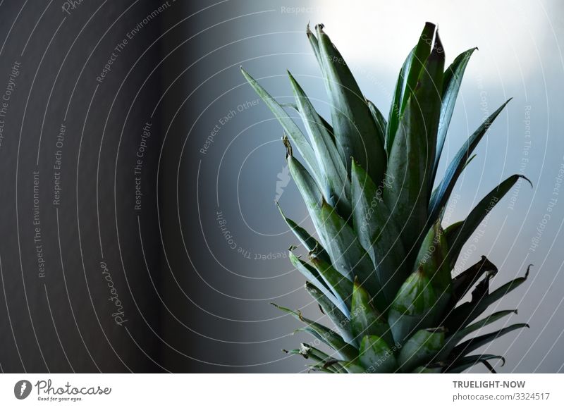 Green pineapple leaves against a grey background reflecting the morning light Pineapple pine apple Gray reflection gleam exoticism ornamental Green tones