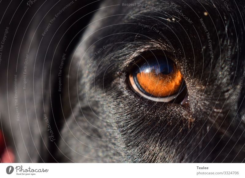 Eye of mans best friend Animal Pet Dog Animal face 1 Esthetic Authentic Famousness Dark Simple Free Friendliness Happiness Happy Large Bright Beautiful Near