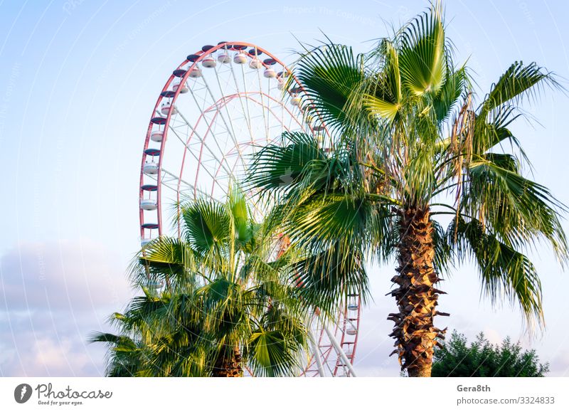 palm tree with green leaves in an amusement park in Georgia Joy Vacation & Travel Tourism Entertainment Nature Plant Sky Clouds Climate Warmth Leaf Park Bright