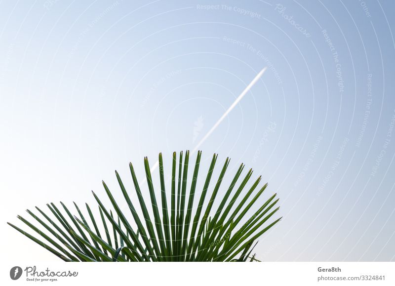 green tropical plant and trail of a take off plane Nature Plant Sky Leaf Line Fresh Bright Natural Clean Blue Green White Colour background Story gradient