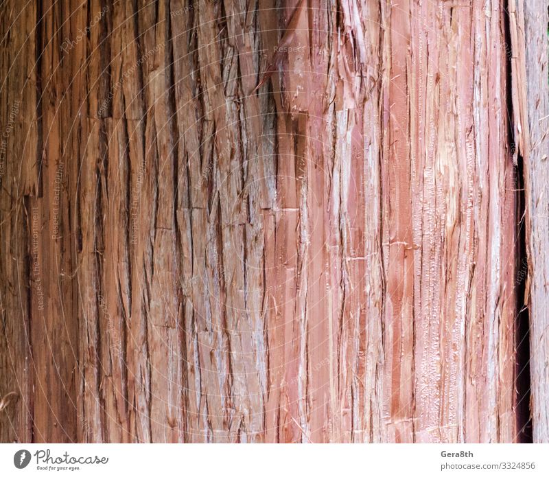 natural tree trunk texture pattern close up Nature Wood Natural Clean Red Colour background bark Blank detailed orange textural Consistency Without wood pattern