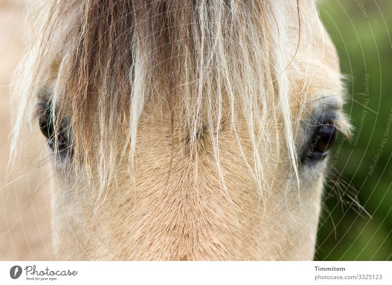 instant Nature Animal Denmark Horse Animal face Eyes 1 Looking Wait Near Natural Brown Green Emotions Joy Colour photo Exterior shot Deserted Day